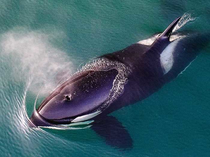 While they may be called killer whales, orcas are actually one of the largest species of dolphin.