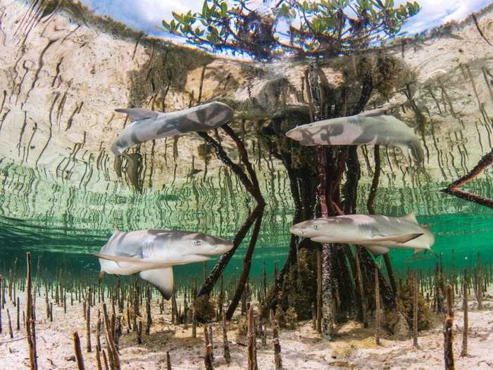 The lemon shark gets its name from the yellow hue of its skin.