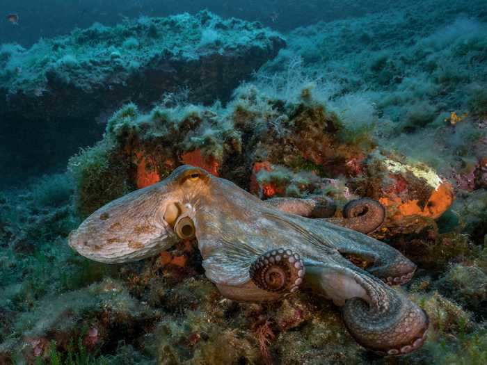 Among the most versatile creatures beneath the sea, octopuses have natural camouflage so they