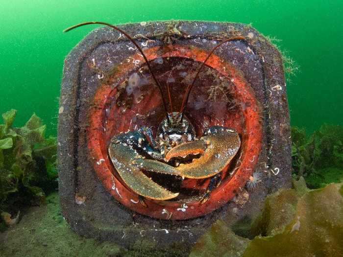 Sea creatures, like this lobster in a traffic cone, try their best to adapt to trash humans have thrown into oceans.