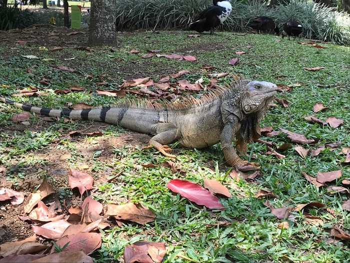 In some parts of South America, iguanas are considered pests — they hang around the streets and eat fallen food. It sounds eerily like a standard NYC pest ...