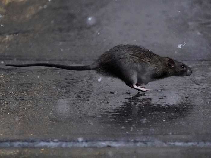 In New York City, rats are the most common pest. It