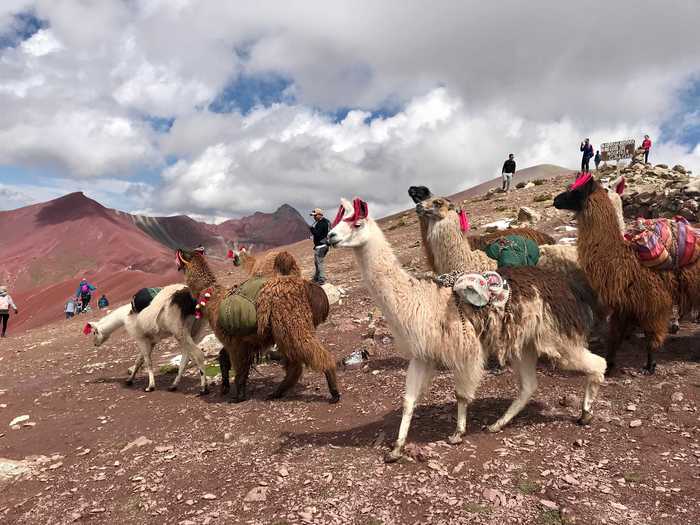 Llamas are very common in Peru and Bolivia, and can be seen in both mountains and cities working as pack animals.