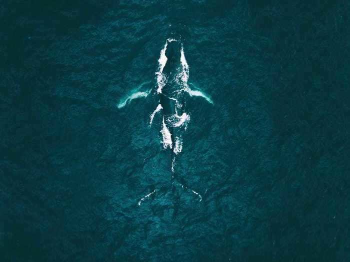 This humpback whale crossing the ocean near Iceland is a reminder of the life that lives in the waters.