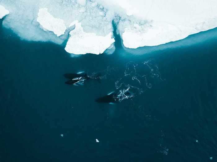 The humpback whales in Greenland are just as majestic.