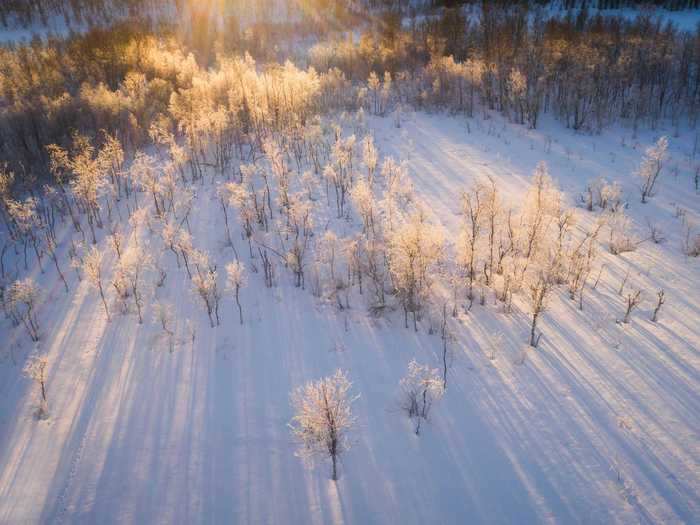 Like water, trees can look even more impressive from a birds-eye view.