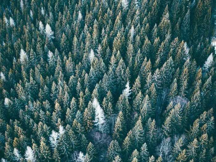 Likewise, the forest in Steiermark, Austria, seems to go on forever.