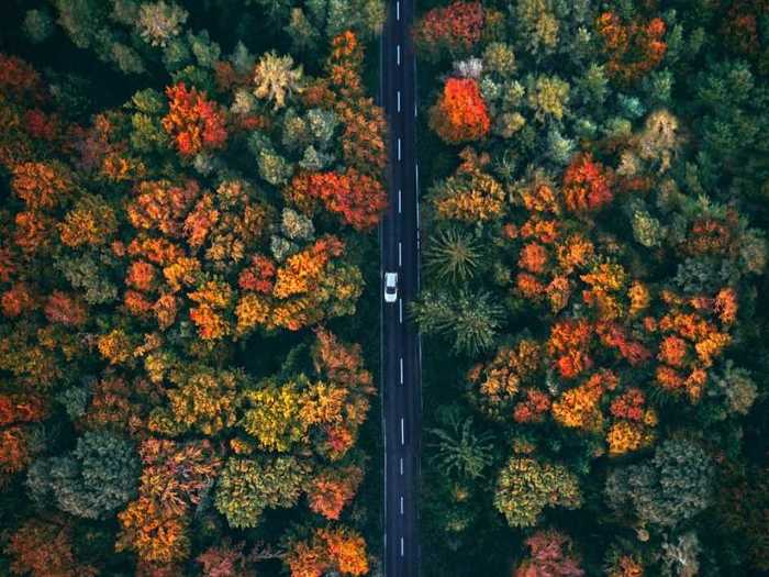 This forest of colors is split in the middle by a single, black road.