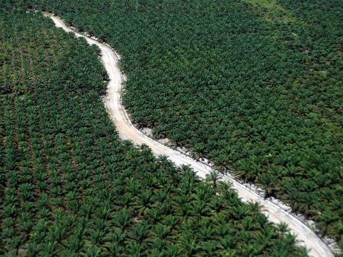 Even a palm plantation can create a beautiful pattern from the sky.