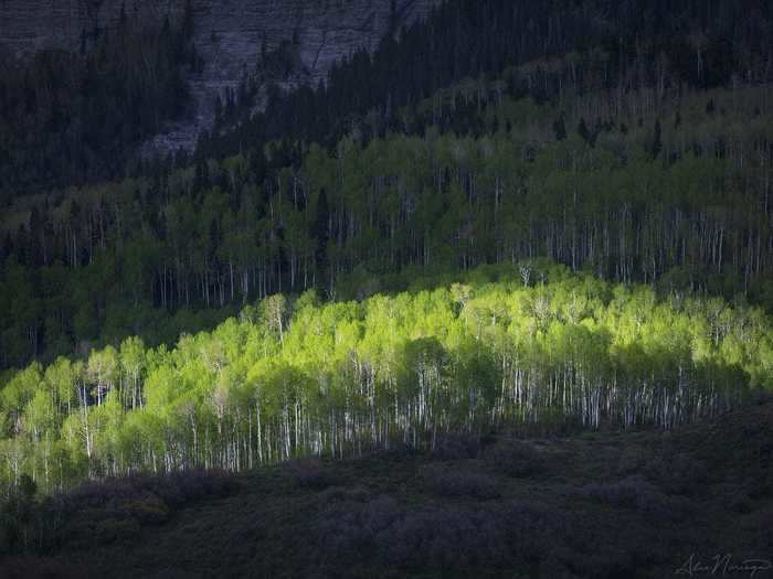 The right light can make greenery pop, like this forest in Colorado.