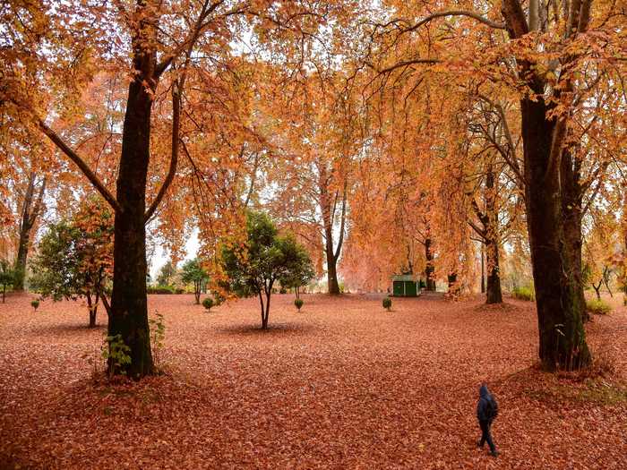 But trees can be even more captivating when they change colors during the fall.