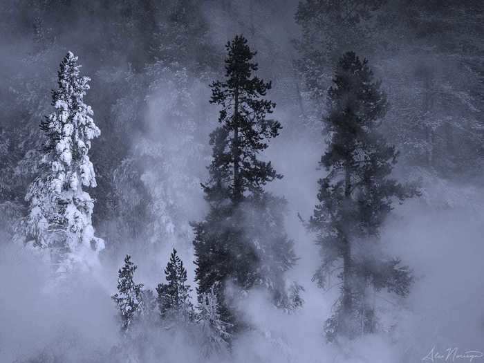 In the winter, trees are dusted with snow, like this forest in the Yellowstone National Park.