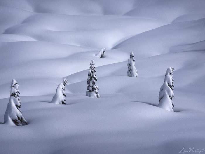 These trees in Mount Rainier, Washington, are even beautiful when hidden under layers of snow.