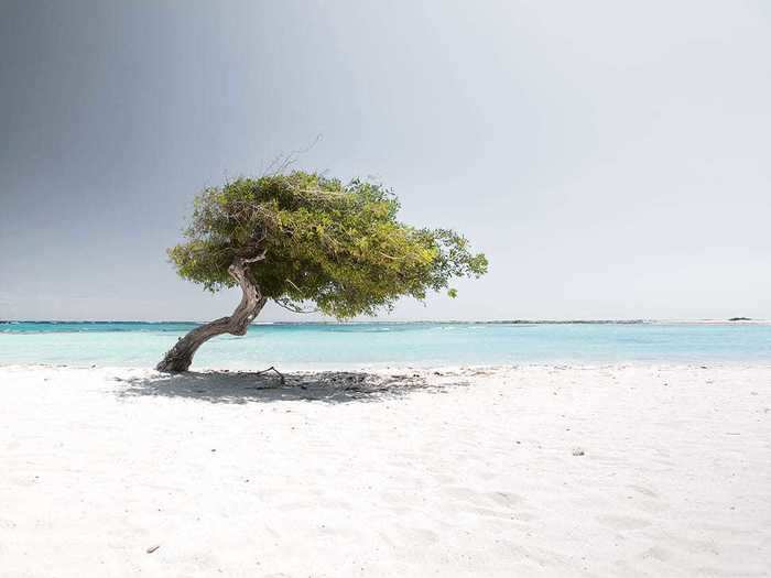 While some trees grow together in a forest, some stand alone, like this one in Aruba.