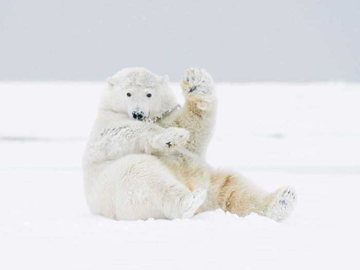 Polar bears, for example, are known as the lords of the Arctic.