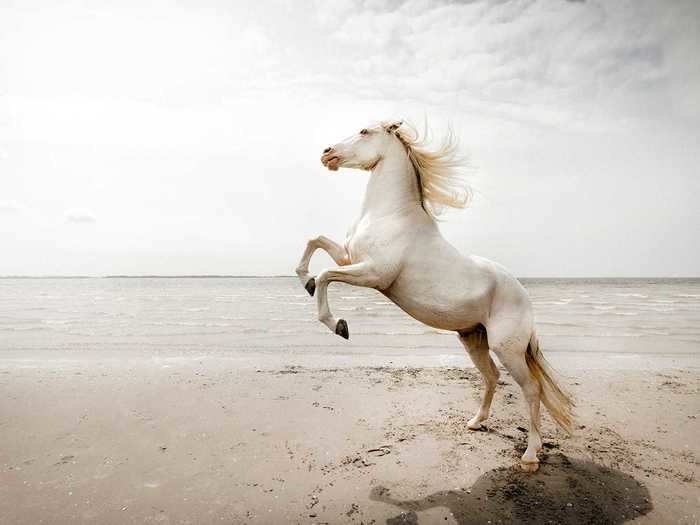 Some nature photographers use animals to capture emotions. This majestic horse, for example, is meant to represent anger.