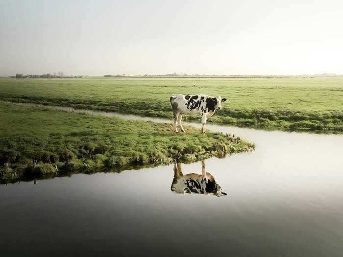 This cow is also a representation of silence, but the reflection of the animal is even more powerful.