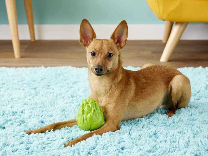 A healthy treat for pups