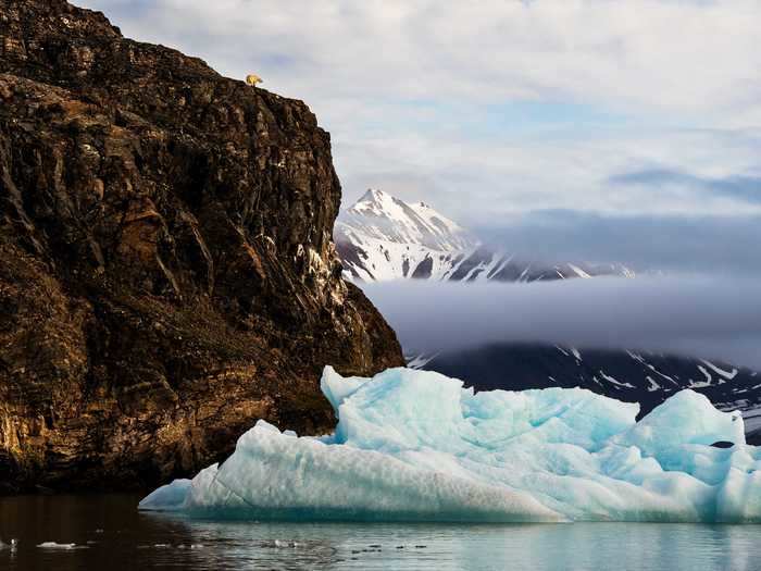 Polar bears live in the Arctic circle in five countries. This highly commended image by Arnfinn Johansen shows one polar bear surveying its extreme surroundings.