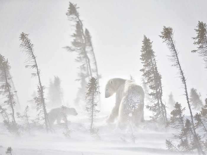 They have two layers of fur and a thick layer of fat to protect them against the harsh conditions. Photographer Ying Gu captured a mom and cub battling frosty winds.