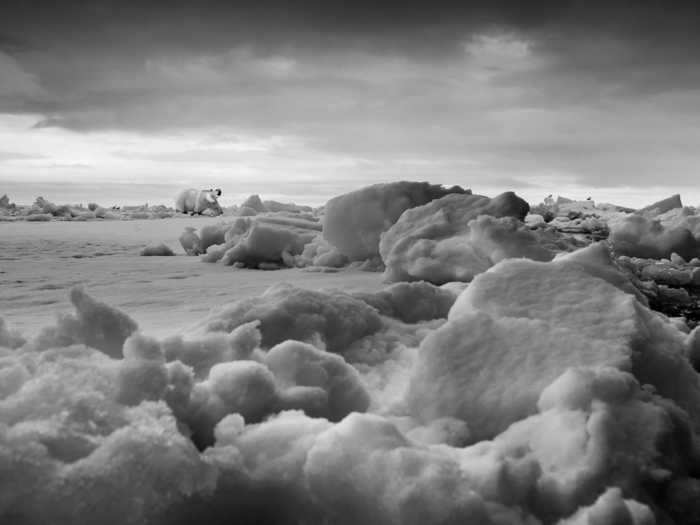 A recently grown polar bear may travel hundreds of miles from its mother to establish its own home and area to hunt in.