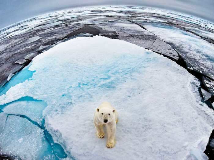 Polar bears travel at around three miles per hour but can accelerate to 24 miles per hour for short bursts. In this photo by Andy Rouse, a polar bear stops to pose for a picture.