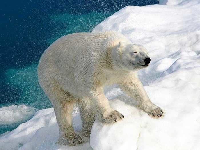 A 4-inch layer of fat keeps polar bears warm. This image by Eric Coomes shows one drying off after an icy plunge.