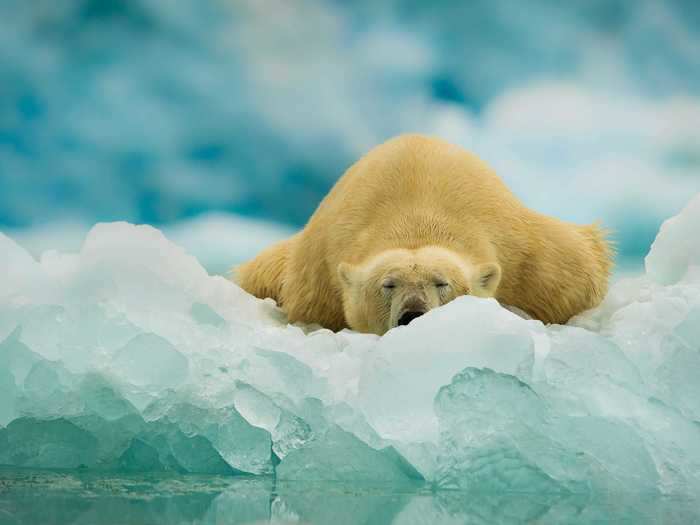 Some of the nicknames given to polar bears over the years have been Lord of the Arctic, old man in the fur cloak, and white sea deer.