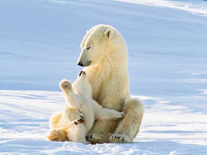 In the spring months, polar bears will mate on the sea ice, but the female doesn