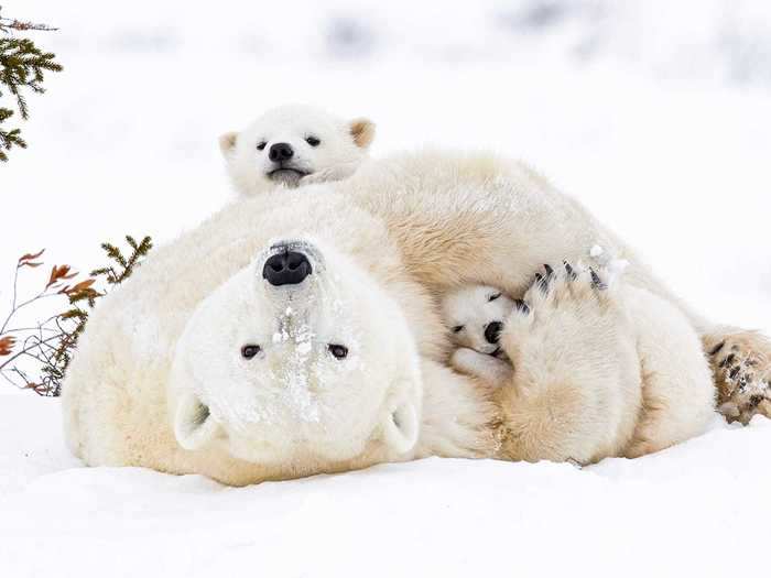 In the winter, female polar bears will dig dens for themselves and their soon-to-be cubs. Here, a mom captured by Daisy Gilardini cuddles her cubs in the snow.