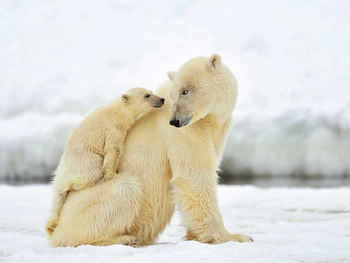 Mother and cubs emerge from their dens in the spring when the cub is strong enough to survive a trip across the sea ice.