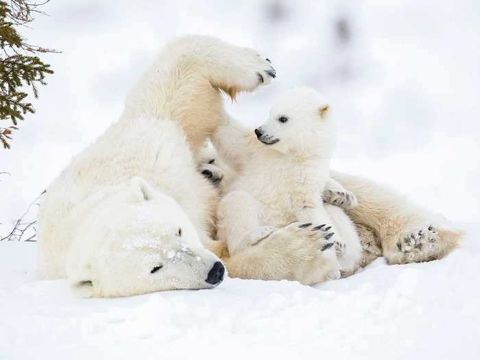 Female polar bears raise their cubs alone and are extremely protective of their young — and as this photo by Debra Garside shows, it