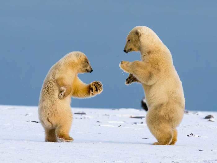 Adult polar bears engage in a form of roughhousing, mock fighting each other as a form of entertainment.