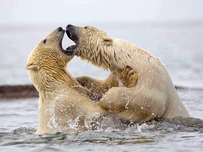 Aggressive fights between polar bears do occur during mating season or food scarcity.