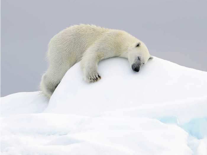 Polar bears, like this one captured by Joshua Holko, love to take naps and do so frequently to conserve energy.