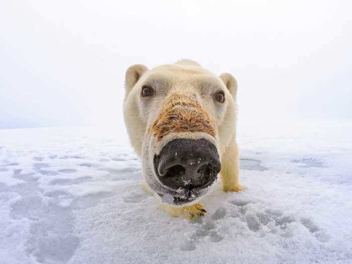 Polar bears often communicate with each other through their noses. Photographer Jon Cornforth got up-close with one in this image.