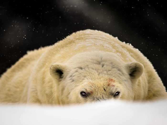 A polar bear can eat 15 to 20% of its own body weight in food. Polar bears typically hunt and eat seals in the Arctic.