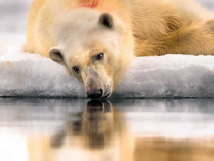 Polar bears love to keep themselves clean and frequently groom after feeding.