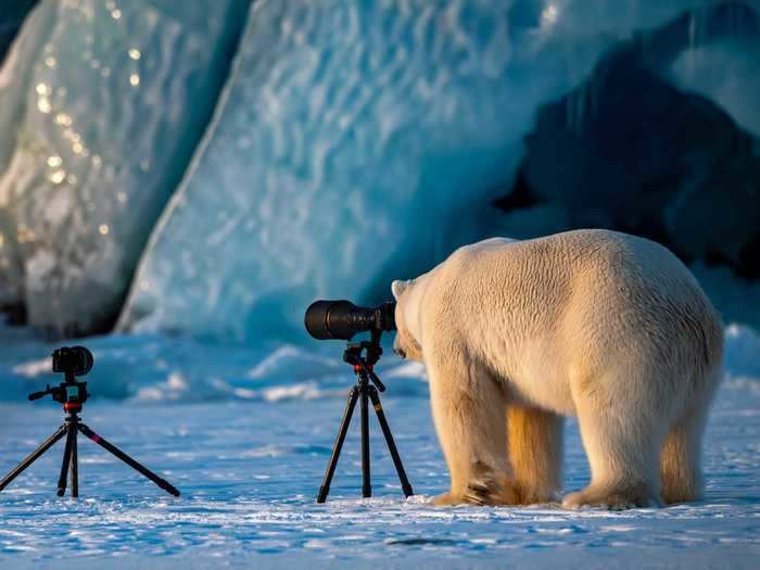 Polar bears are naturally curious creatures who aren