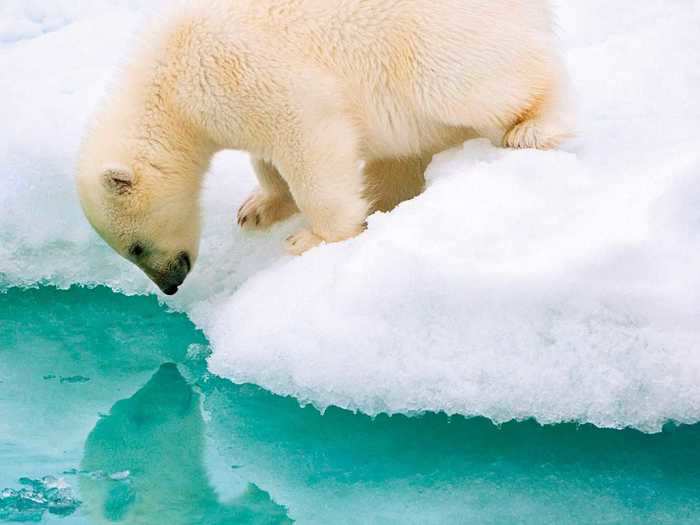 Disruptions in their food supply may increase polar bears