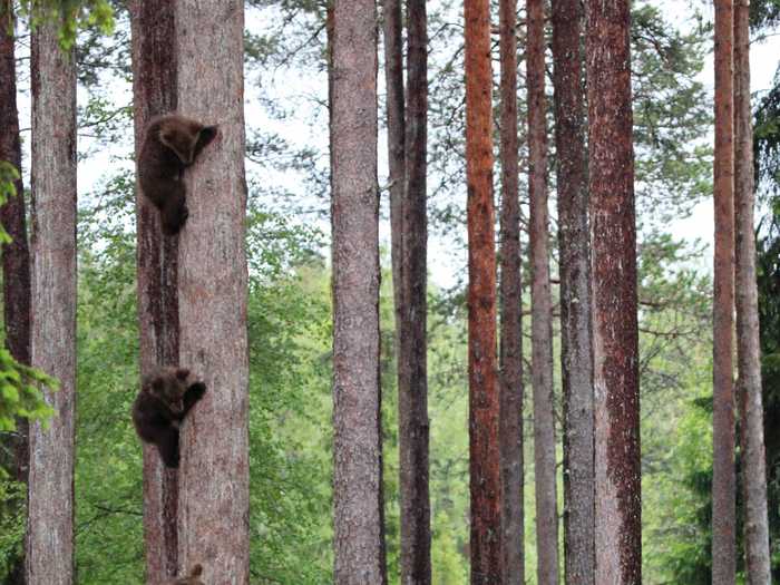 Three bear cubs gain some altitude in a photo captured by Valtteri Mulkahainen for the 2018 Comedy Wildlife Photography Awards.