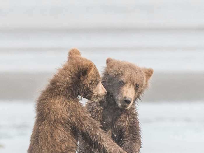 These bears appear to be excellent dancers.