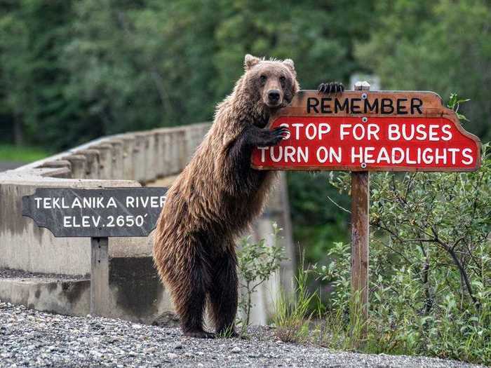 This bear is just really passionate about road safety.