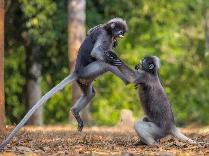These primates were up to some monkey business.