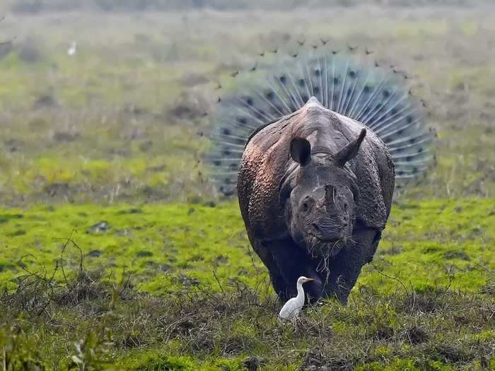 Kallol Mukherjee snapped a photo of a well-positioned peacock behind a rhino for the Comedy Wildlife Photography Awards.