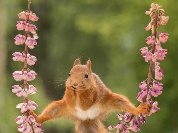 Squirrels can be incredibly flexible.