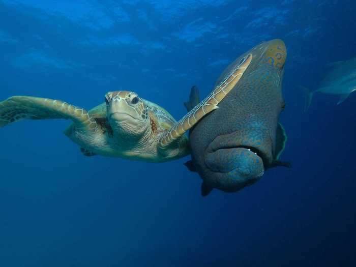 A green turtle pushed a a Napoleon maori wrasse out of the way in Queensland, Australia.