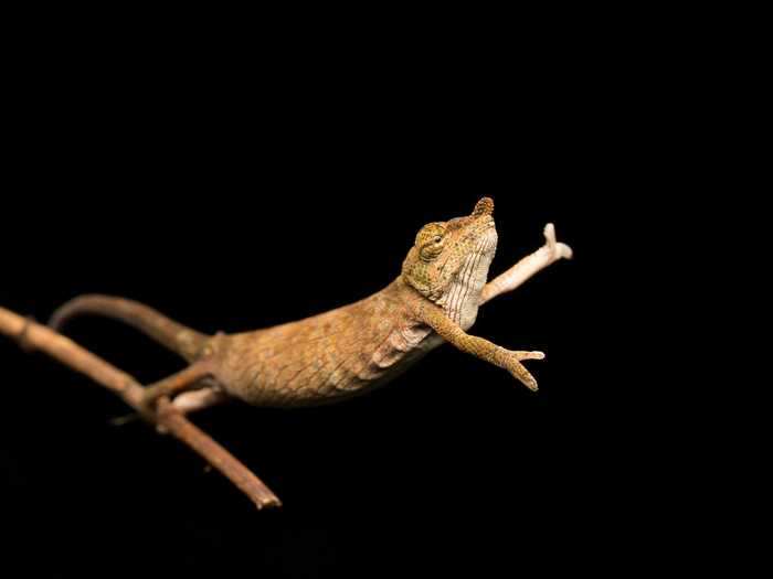 A Calumma nasutum, also known as a nose-horned chameleon, danced on the end of a branch in Andasibe, Madagascar.
