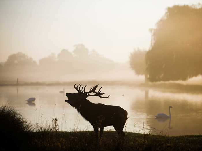 A red deer in the early morning mist made for a dramatic silhouette.