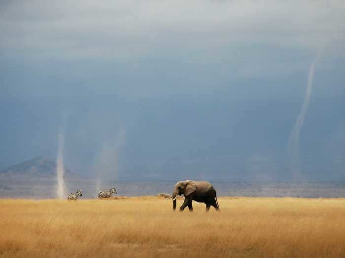 Elephants and zebras walk through Amboseli National Park in Kenya.